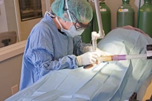 Dr. Elise spaying a dog.