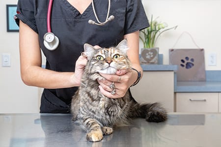 An annual wellness check is vital to keep your furbaby happy and healthy, says Dr. Jodi.