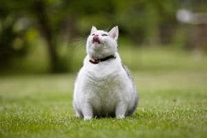 Pet obesity increases the risk of chronic diseases. 
