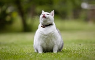 Pet obesity increases the risk of chronic diseases.