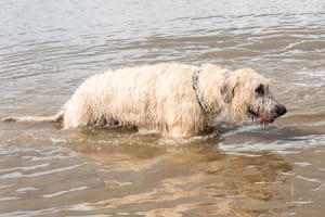 Dog wading in water after a hurricane brings flooding.