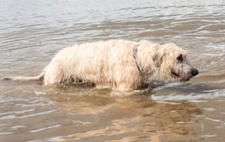 Dog wading in water after a hurricane brings flooding.