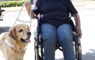 Service dogs are special because they provide critical assistance to people with disabilities.