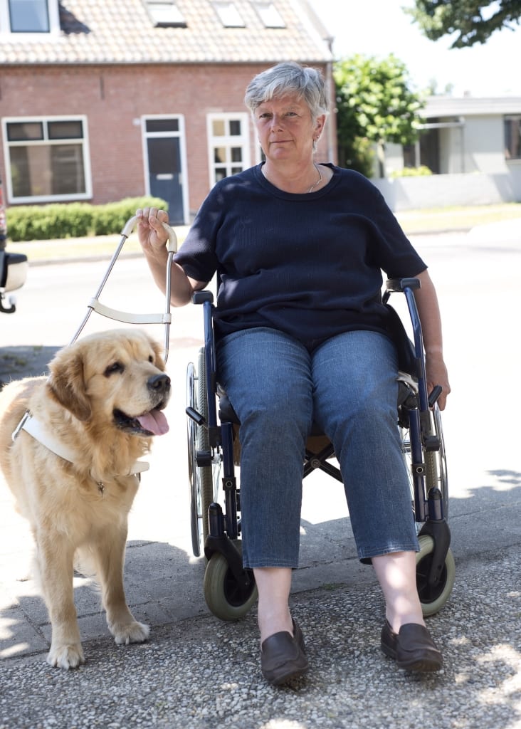 Service dogs are special because they provide critical assistance to people with disabilities.