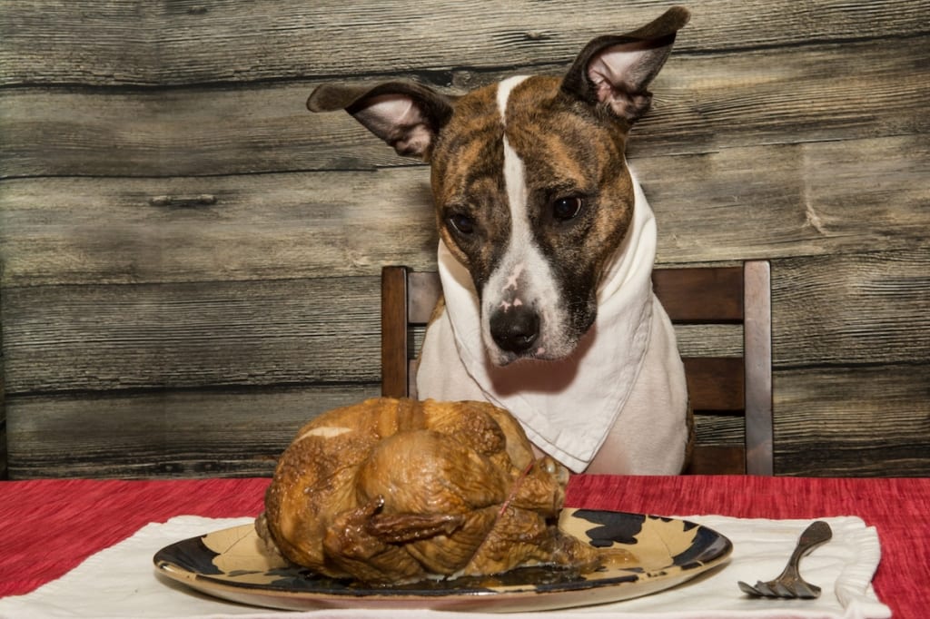 Treats like Christmas turkey can help aggravate the risks of pancreatitis in dogs. 
