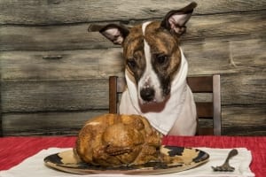 Treats like Christmas turkey can aggravate the risks of pancreatitis in dogs.