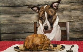 Treats like Christmas turkey can aggravate the risks of pancreatitis in dogs.
