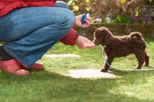 Train your dog to come on command using these helpful tips. 