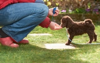 Train your dog to come on command using these helpful tips.
