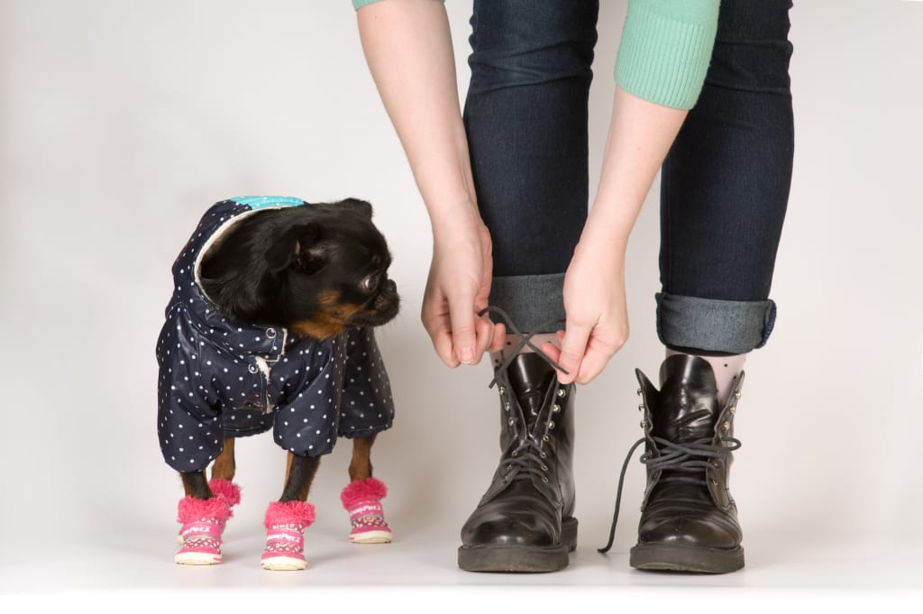 Proper footwear will protect your dog from harm caused by salt on paws during the winter season. 