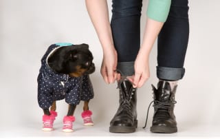 Proper footwear will protect your dog from harm caused by salt on paws during the winter season.