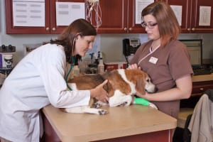 Discovering Heart Murmurs in Pet Can be Scary