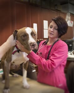 Pet poisoning is a scary experience for you and your pet.