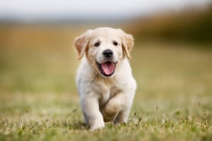 Puppy socialization leads to a happy pet and pet parent.