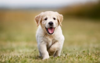 Puppy socialization leads to a happy pet and pet parent.