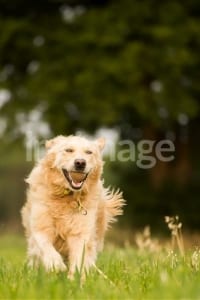 Dog running in the grass after her allergies have been treated.