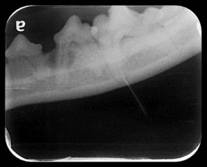 the lower left premolars and molars in a dog.