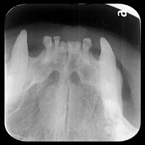X-ray of a dog's upper incisors and canine teeth.