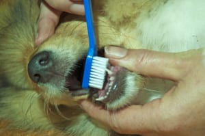 Brushing your pet's teeth helps preserve her dental health. 