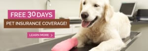 Dog with a bandaged leg on an exam table.