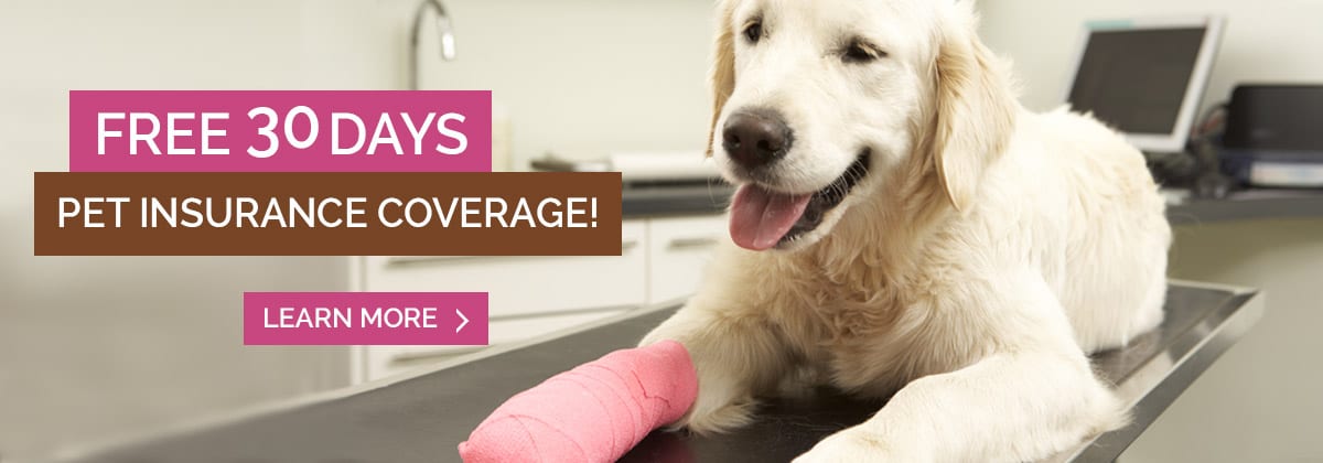 pet-insurance-slide