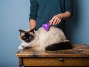 Hairballs in cats are more likely to appear in long-haired breeds