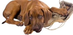 Foreign body removal is done when pets each something they can’t easily pass.