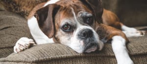 Here are some guidelines for caring for senior pets so you can keep them as healthy as possible.