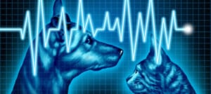 Dog with ECG readout after a heart test.