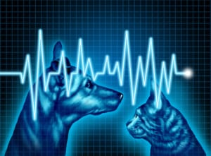 ECG, is one of the most commonly used and safest diagnostic tools for evaluating your pet’s cardiac health.