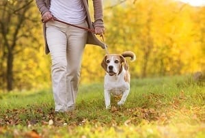 dog on a walk