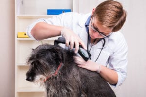 Vet examining a dog for fleas and ticks.