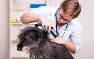 Vet examining a dog for fleas and ticks.