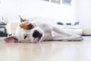 Sick dog suffering from canine flu.