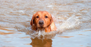 Water Safety for Dogs | Harmony Animal Hospital