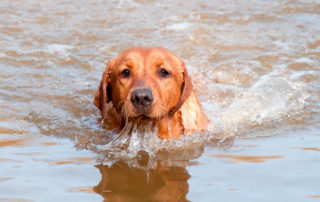 Water Safety for Dogs | Harmony Animal Hospital