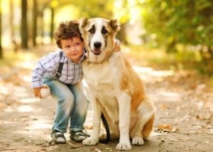 Pet Travel Checklist | Harmony Animal Hospital