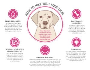 Hiking with Fido | Harmony Animal Hospital