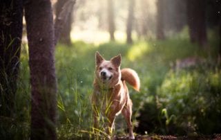 Dog on a hike in the woods.