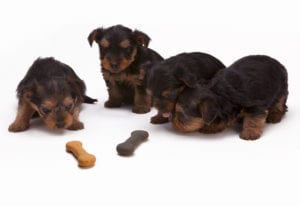 Four puppies study chew toys.