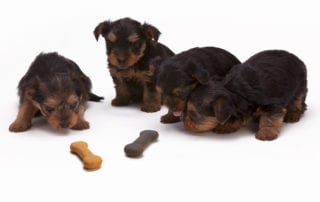 Four puppies study chew toys.