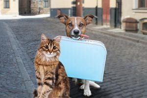 Veterinary Hospital Near Fuquay Varina