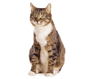 Healthy adult cat ready for action.