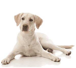 Young adult dog.