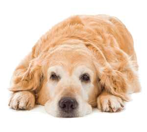 Very old golden retriever.