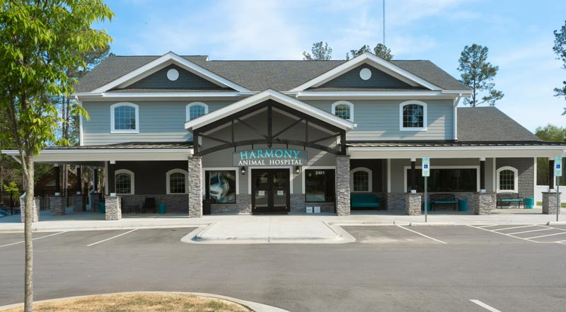 spotted gray and black cat linking to Harmony animal hospital's Cat Life Stages page