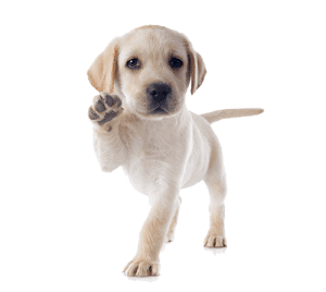Young puppy.
