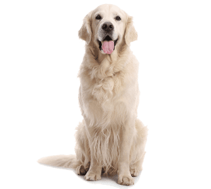 Older golden retriever.