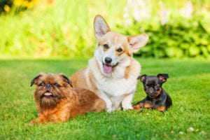 Dog friends at the Harmony Pet Resort and Spa.