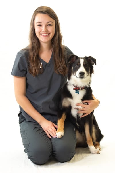 harmony animal hospital harmony animal hospital